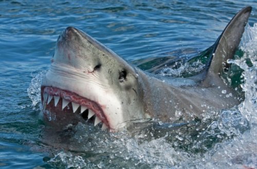 Köpəkbalığı kişiyə hücum etdi, ölkənin çimərlikləri bağlandı