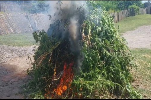 Ağdaşda bir ton çətənə kolu məhv edilib