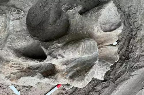 Ocaqda 4 min illik mamont sümükləri tapdılar