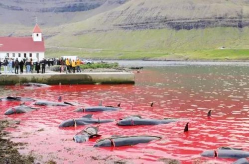 Danimarkanın Farer adalarının qanlı ənənəsi olan 