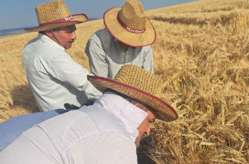 Toxumluq taxıl sahələrinin aprobasiyasına başlanılıb
