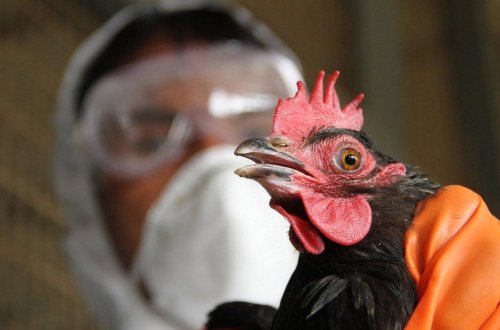 ÜST: İlk dəfə insanda quş qripi A(H5N2) aşkar edilib