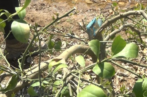 Cənub bölgəsində limon bağına dəyən zərərlə bağlı yekun qiymətləndirmə aparılır