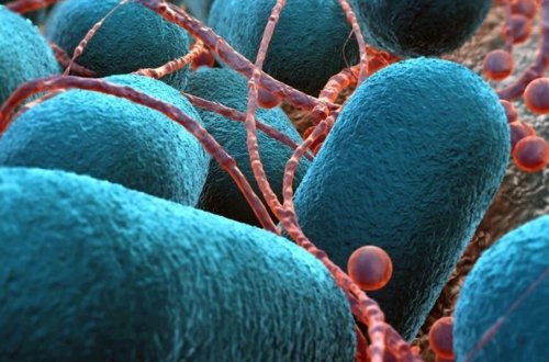 Yeni bir epidemiya yayılmaq üzrədir - yoluxma sayı yüksək ola bilər