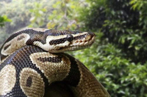 İndoneziyada piton qadını udub