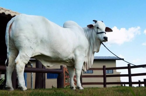 Dünyanın ən bahalı inəyi Braziliyada 4,2 milyon dollara satılıb