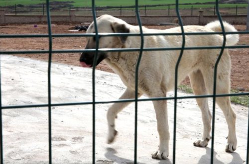 ÜST-dən dünyaya çağırış: Quduzluq hallarının 99 faizi sahibsiz itlərdən qaynaqlanır