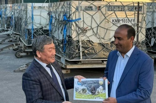 İşğaldan azad edilmiş yaylaqlara Qırğızıstandan daha 116 baş yak gətirilib