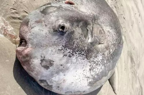 ABŞ-da nəhəng dəniz canlısı sahilə çıxıb