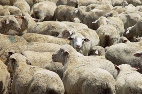 Qurban bayramı ilə bağlı fətva verildi