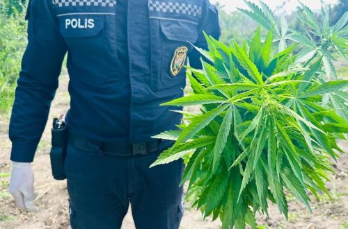 Şəkidə göldə çətənə kolu yetişdirən şəxs saxlanılıb