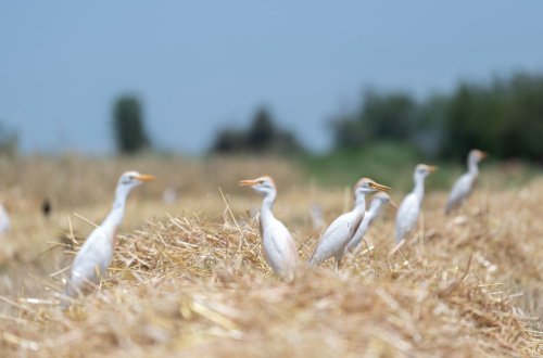 Respublika üzrə arpa sahələrinin 33,1 faizində biçin yekunlaşıb