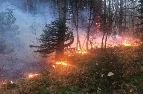 İranın dörd əyalətində meşə yanır