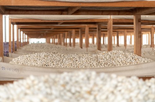 Bu günədək tədarük məntəqələrinə 190,2 ton yaş barama təhvil verilib