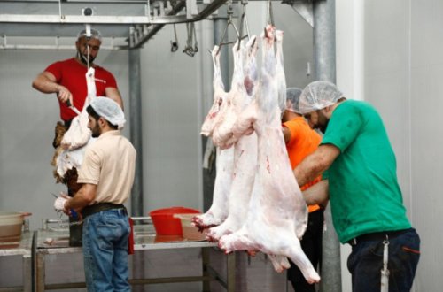 Naxçıvanda qurbanlıq heyvanların satış və kəsim yerləri açıqlanıb