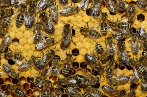 Qaxda yanğın nəticəsində çoxlu sayda arı ailəsi məhv olub