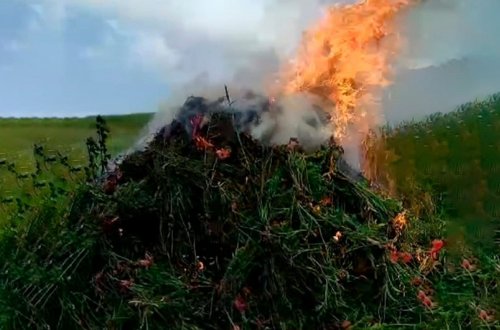 Lerikdə 4 tondan çox xaş-xaş kolu məhv edilib