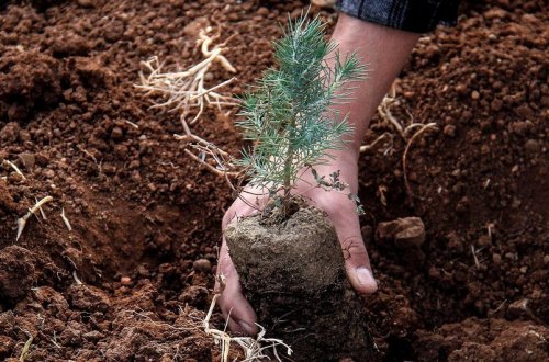 Türkiyə Azərbaycana 100 min ədəd ağac tingi göndərib, Qarabağ və Bakıda əkiləcək