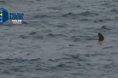 Köpəkbalığı panikası İspaniyada çimərliklərin bağlanmasına səbəb olub