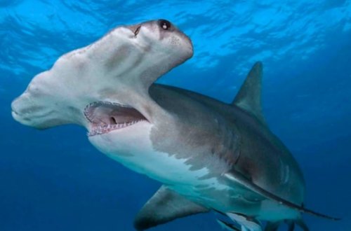 Köpəkbalığı çimərlikdəki insanlara hücum etdi - VİDEO