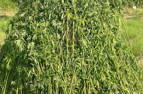 Ağcabədidə yabanı halda bitən 4 tondan artıq çətənə bitkisi məhv edilib