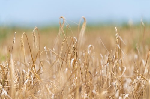Taxıl sahələrinin 30 faizində biçin yekunlaşıb