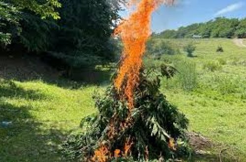 Qubada 2 ton 378 kq çətənə kolu yandırma yolu ilə məhv edilib