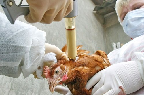 AQTA quş qripi təhlükəsi ilə bağlı nəzarət tədbirlərini gücləndirib