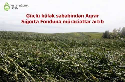 Güclü küləyin təsərrüfatlara vurduğu zərərlə bağlı Aqrar Sığorta Fonduna müraciətlər daxil olmaqdadır