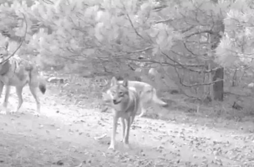 Fransada qaçış edən qadına canavarlar hücum edib