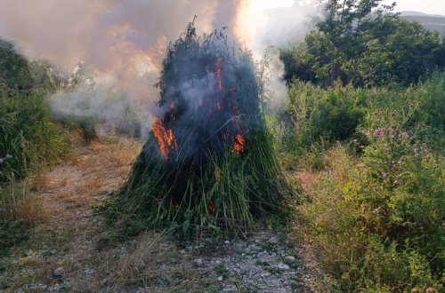 Qazaxda yabanı halda bitən üç ton çətənə bitkisi məhv edilib
