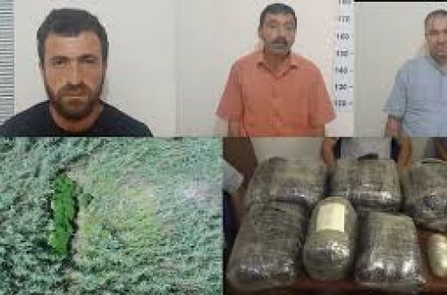 Yevlaxda narkotikin kultivasiyasını təşkil etməkdə şübhəli bilinən şəxslər saxlanılıblar