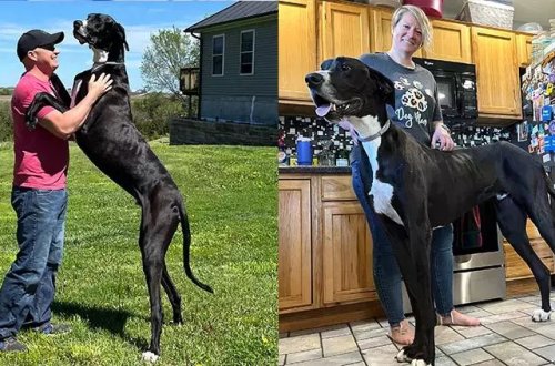 Dünyanın ən hündür iti öldü