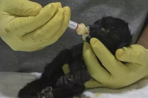 Meksikada həddindən artıq istilər 234 meymunun ölümünə səbəb olub