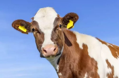 Danimarkada inək başına 100 avro vergi alınacaq