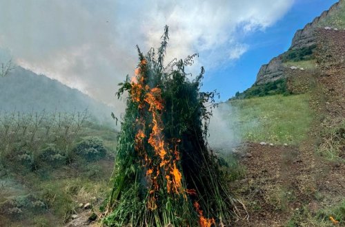 Daşaltıda bir tondan artıq çətənə bitkisi məhv edilib