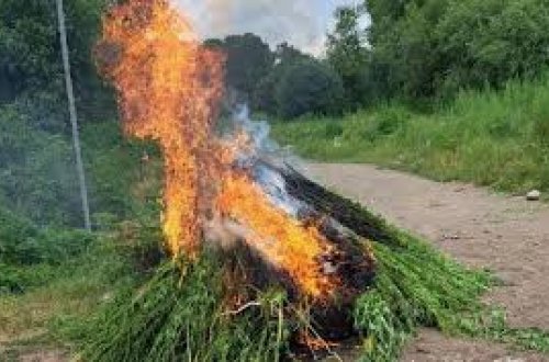 Laçında yabanı halda bitən çətənə bitkiləri yandırılıb