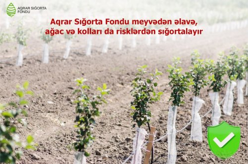 Aqrar Sığorta Fondu meyvədən əlavə, ağac və kolları da risklərdən sığortalayır
