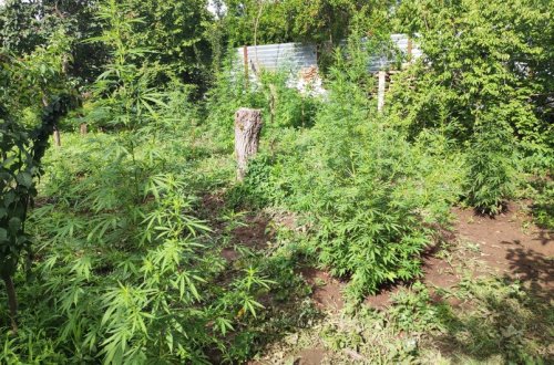 Samuxda narkotik yetişdirməkdə şübhəli bilinən şəxs saxlanılıb