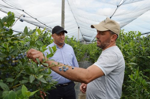 Kənd Təsərrüfatı Nazirliyinin Aparat rəhbəri Azad Cəfərli Siyəzəndə vətəndaşları qəbul edib, təsərrüfatlara baş çəkib