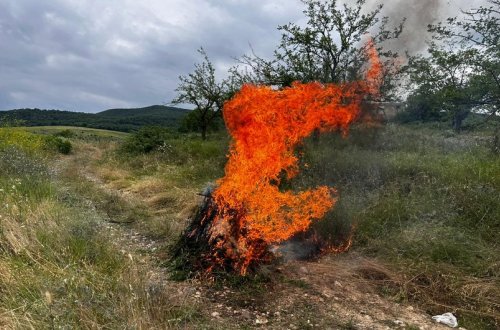 Xocavənddə 1 tondan artıq yabanı çətənə bitkisi yandırılıb