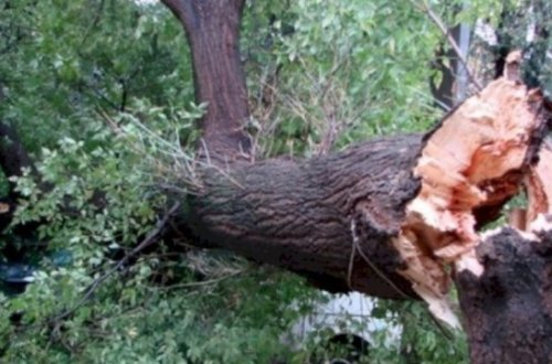 Xaçmazda 100-ə yaxın ağac kəsildi - VİDEO