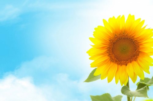 Sabah havanın temperaturu 36 dərəcəyədək yüksələcək