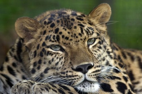 Qarabağ və Kəlbəcərdə bəbir müşahidə olunub