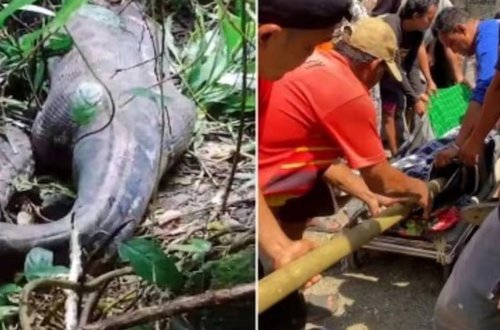 9 metrlik piton qadını uddu