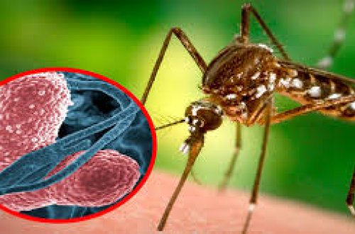 İsraildə Qərbi Nil qızdırmasından 11 nəfər ölüb