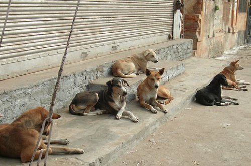 Bulvarda it yaşlı kişiyə hücum etdi