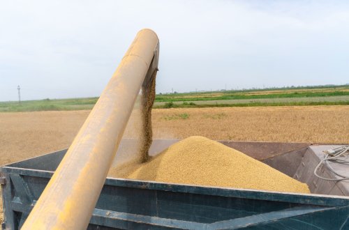 Respublikada taxıl sahələrinin 62,8 faizində biçin başa çatıb