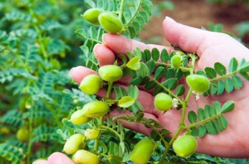 Azərbaycanda əkin üçün noxudun idxalına güzəşt müddəti 2 ay artırılıb