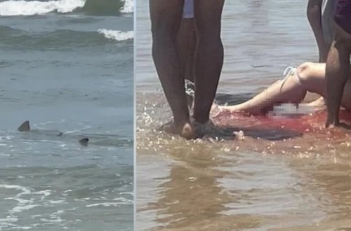 İctimai çimərlikdə köpəkbalığı dəhşəti: 4 nəfər qaça bilmədi